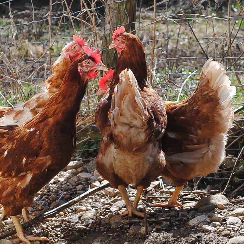 Kolier - wie alles begann